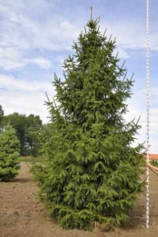 Picea abies